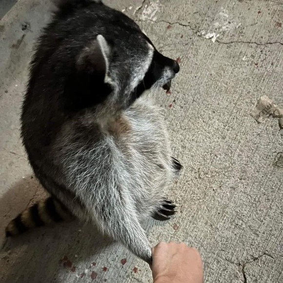 Meet your Posher, Alana - Picture 1 of 1